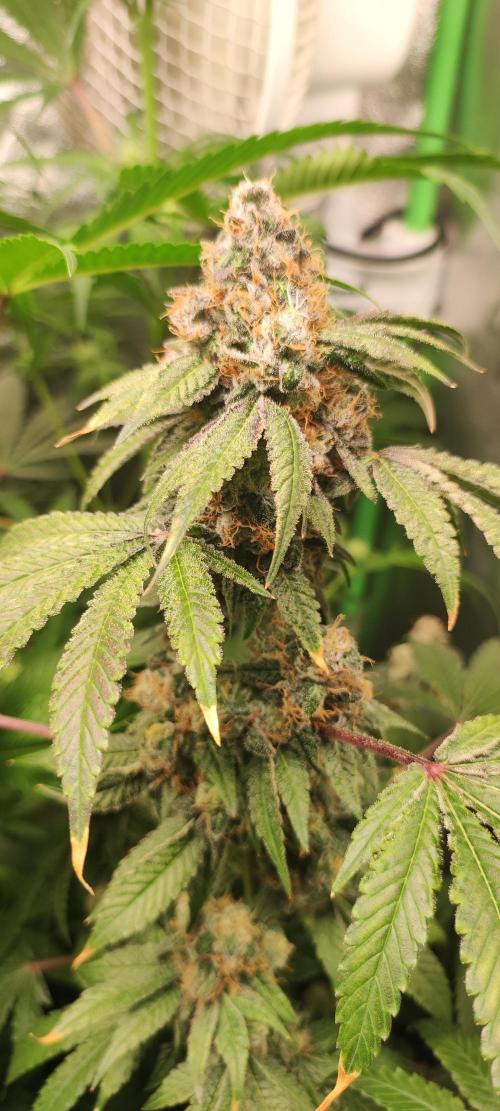 Banana Kush #1. Week 12