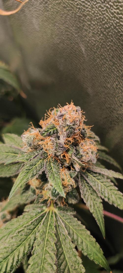 Banana Kush #1. Week 12