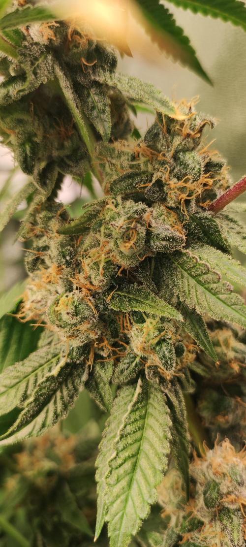 Banana Kush #1. Week 12