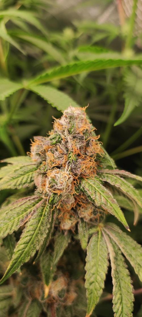 Banana Kush #1. Week 12