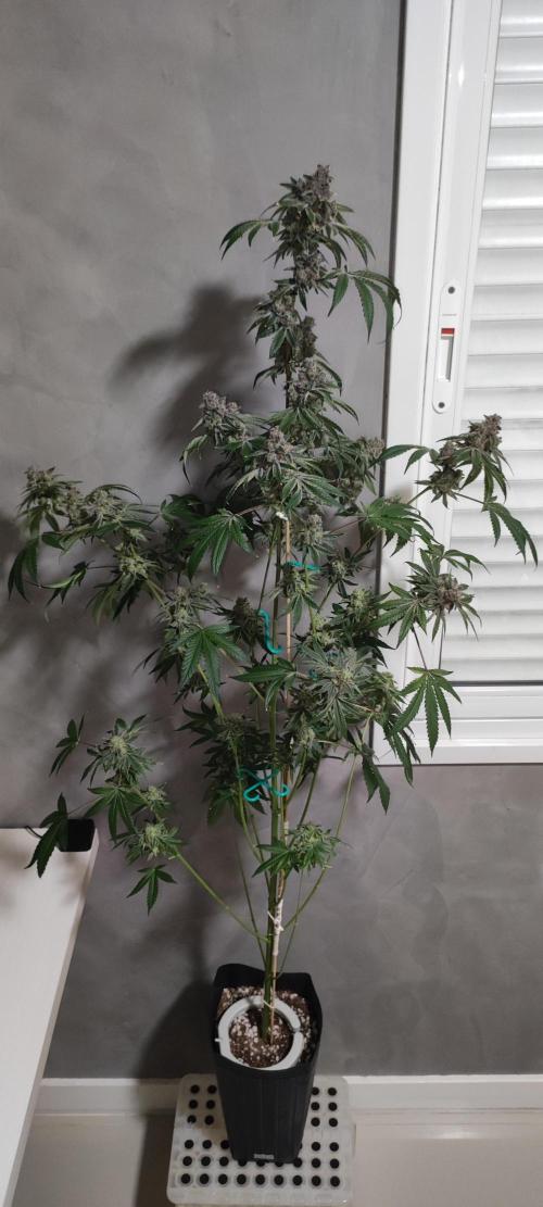 Grape Pie #1. Week 13
