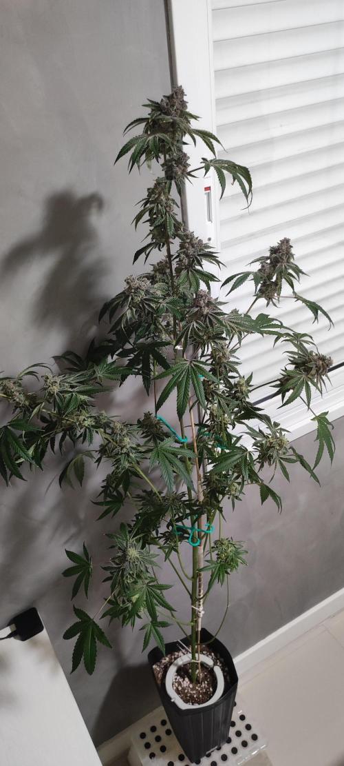 Grape Pie #1. Week 13