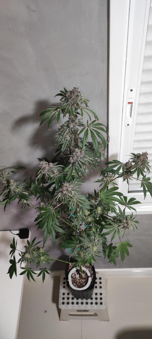 Grape Pie #1. Week 13