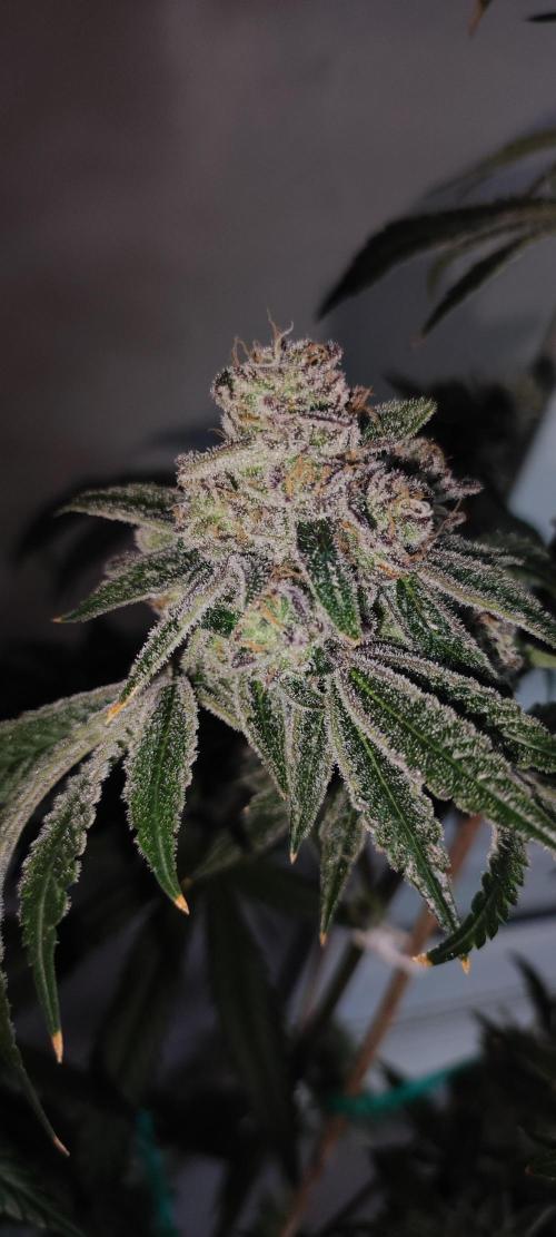 Grape Pie #1. Week 13