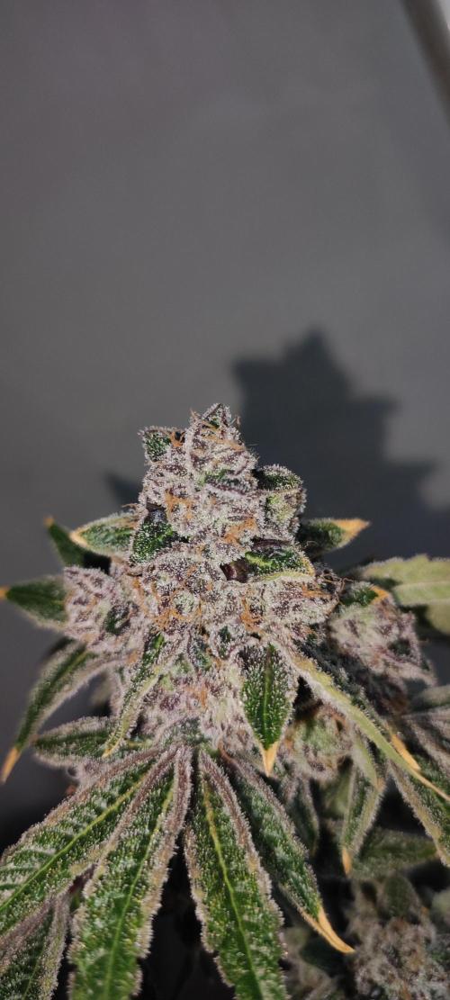 Grape Pie #1. Week 13