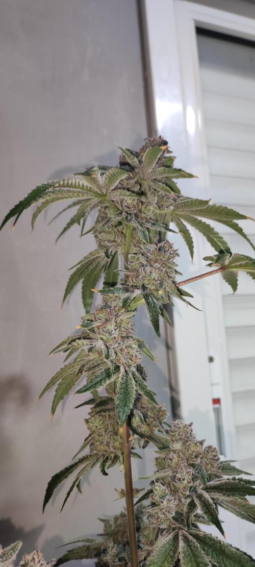 Grape Pie #1. Week 13
