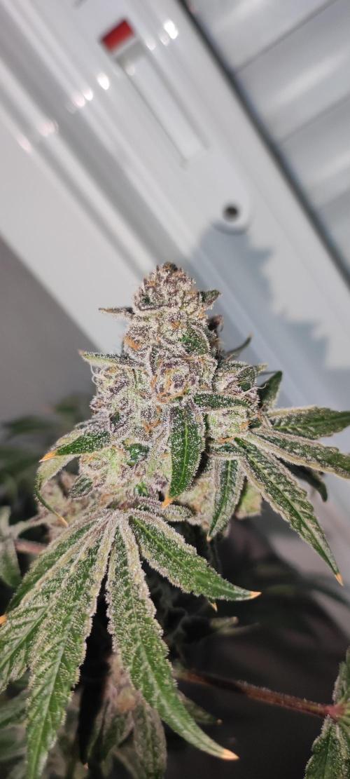 Grape Pie #1. Week 13
