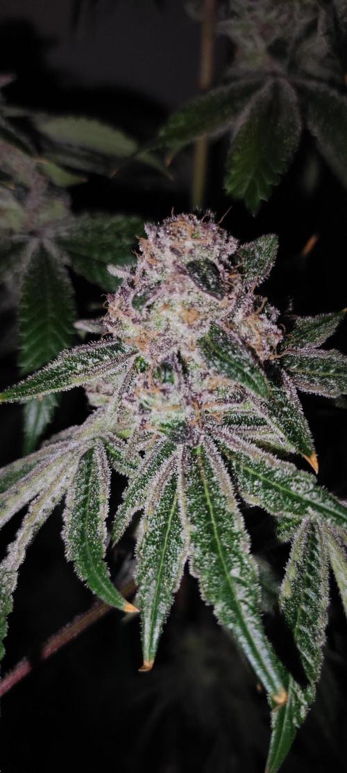 Grape Pie #1. Week 13