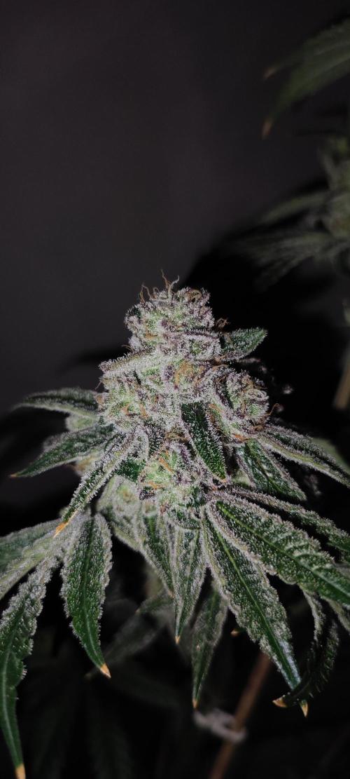 Grape Pie #1. Week 13
