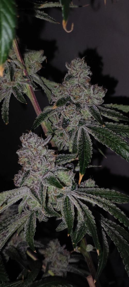 Grape Pie #1. Week 13
