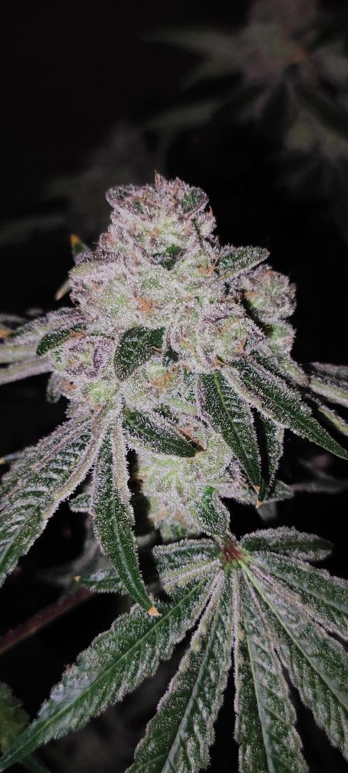 Grape Pie #1. Week 13