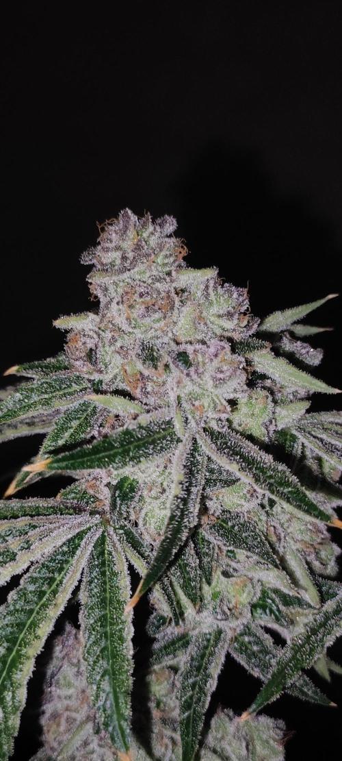 Grape Pie #1. Week 13