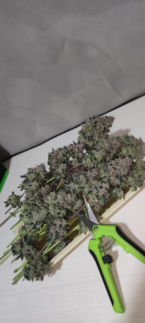 Grape Pie #1. Week 13