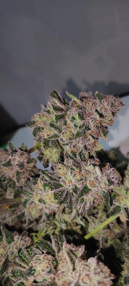 Grape Pie #1. Week 13