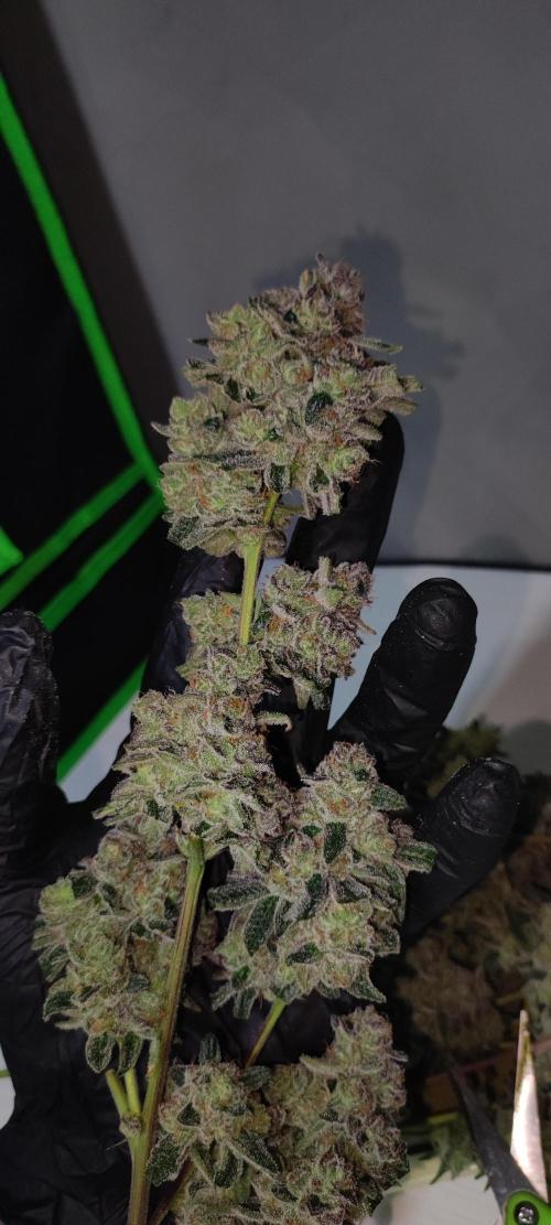 Grape Pie #1. Week 13