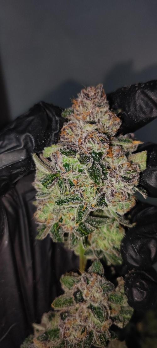 Grape Pie #1. Week 13