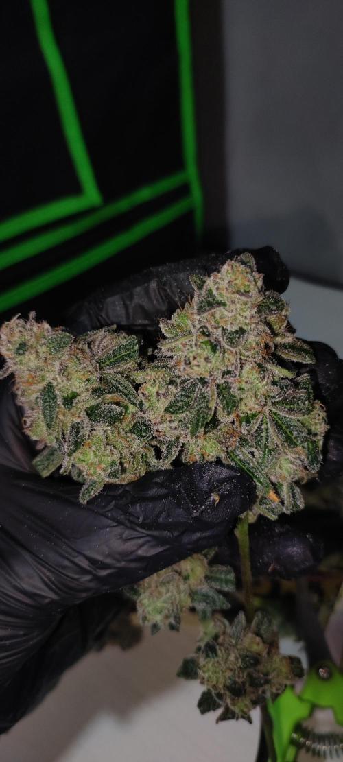 Grape Pie #1. Week 13