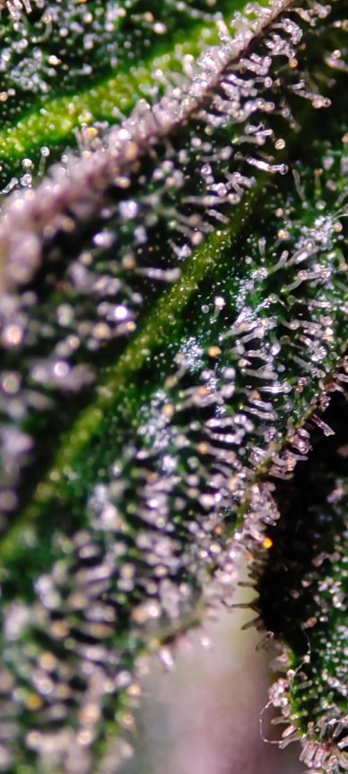 Grape Pie #1. Week 13