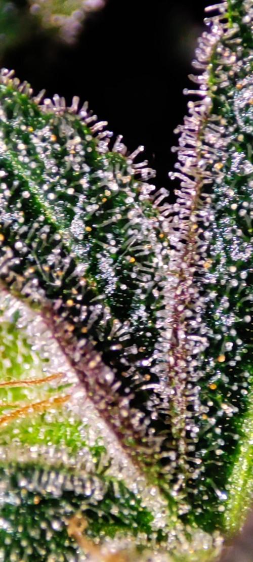 Grape Pie #1. Week 13