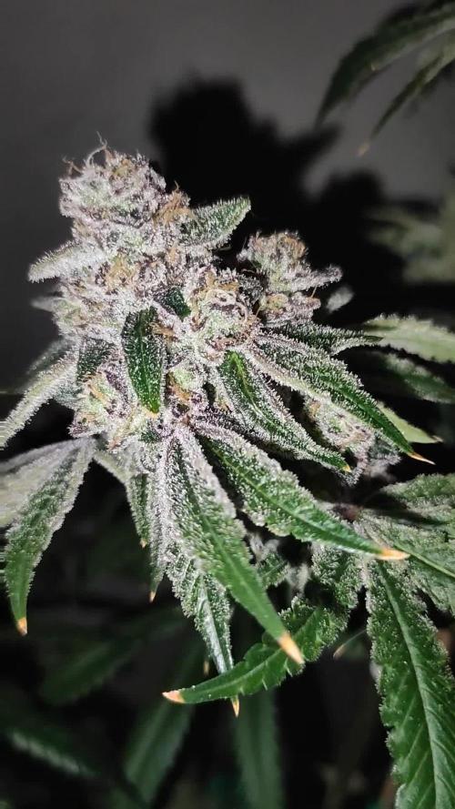 Grape Pie #1