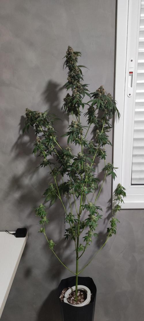Banana Kush #1. Week 13