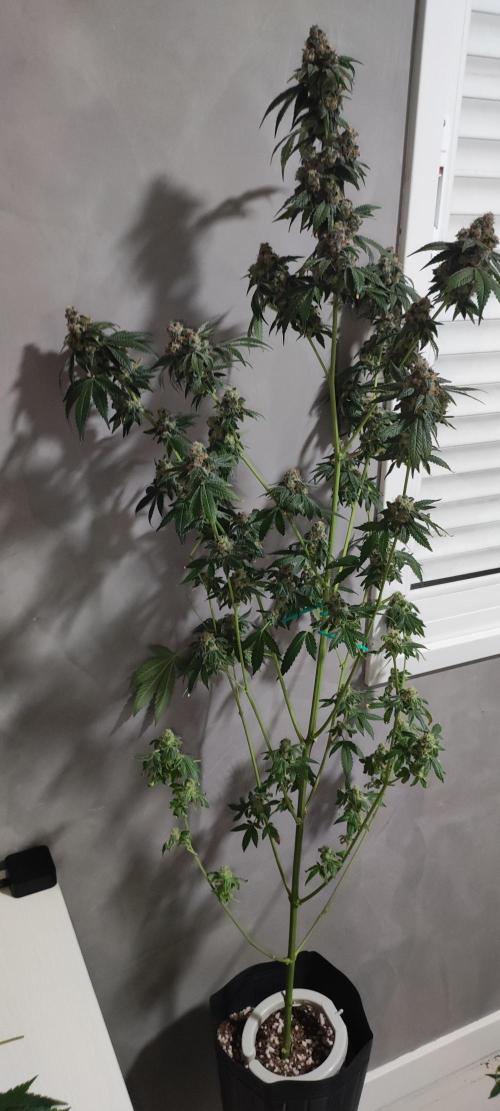 Banana Kush #1. Week 13