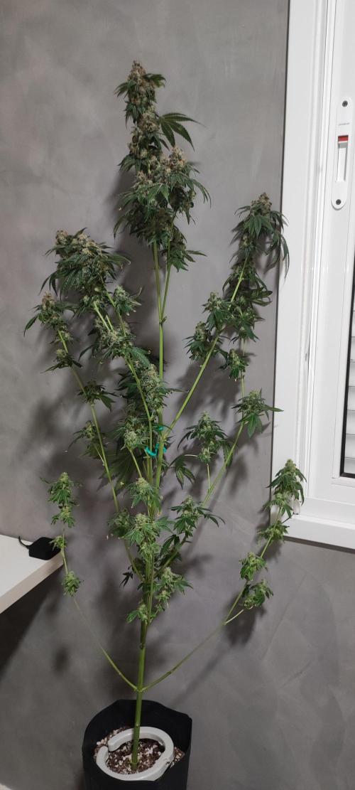 Banana Kush #1. Week 13