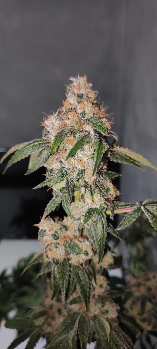 Banana Kush #1. Week 13