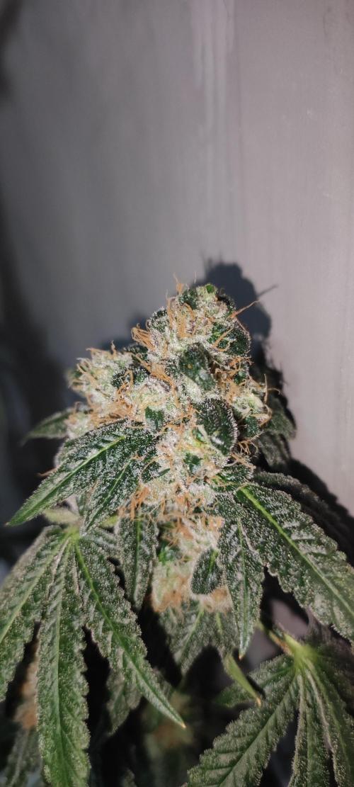 Banana Kush #1. Week 13