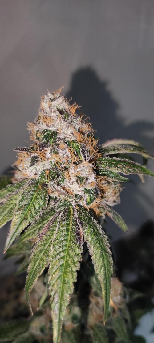 Banana Kush #1. Week 13