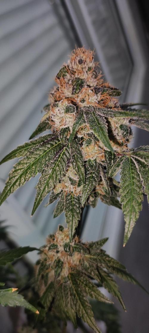Banana Kush #1. Week 13