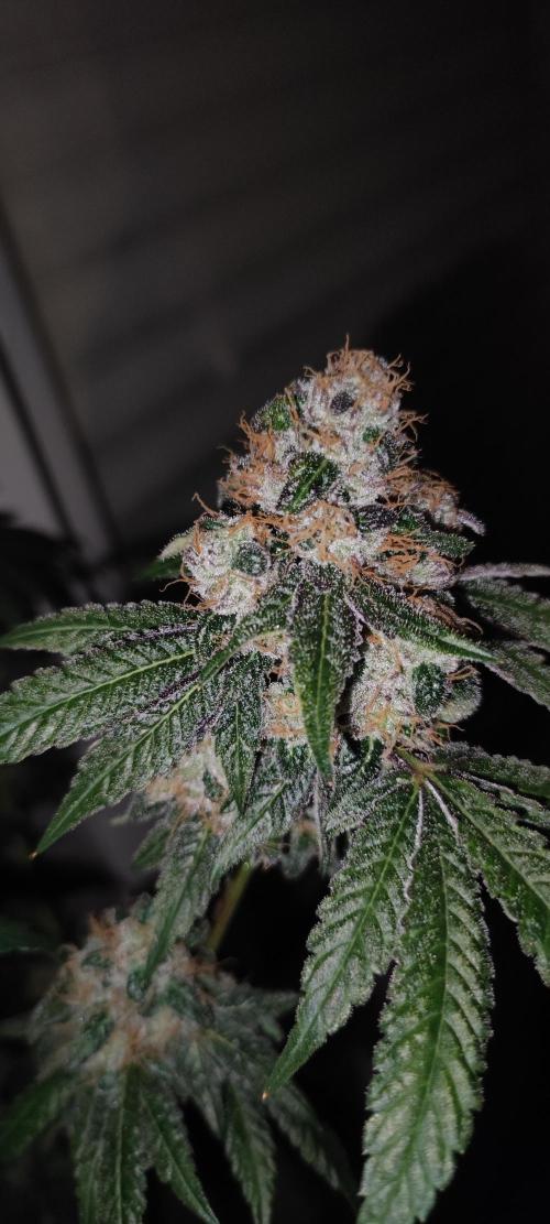 Banana Kush #1. Week 13