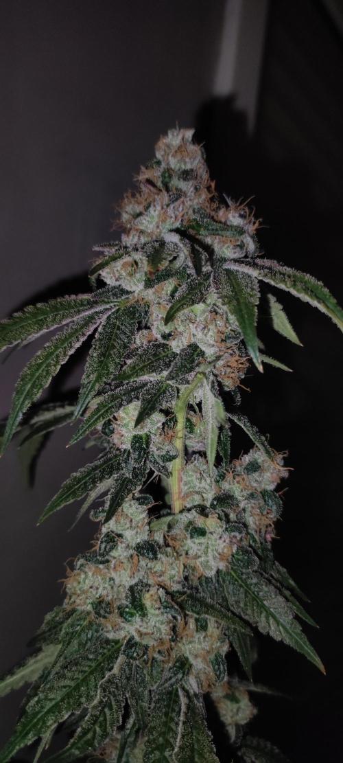 Banana Kush #1. Week 13