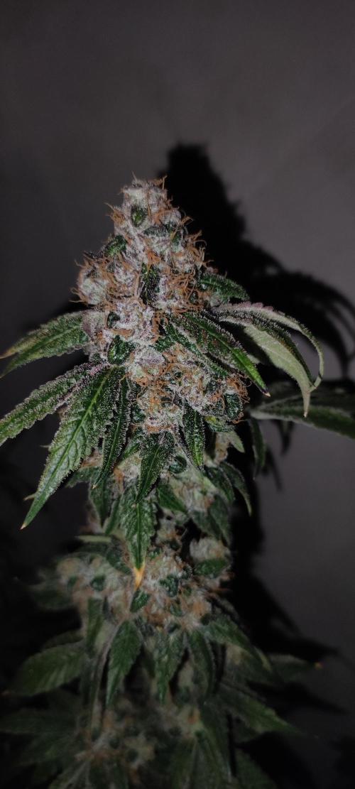 Banana Kush #1. Week 13