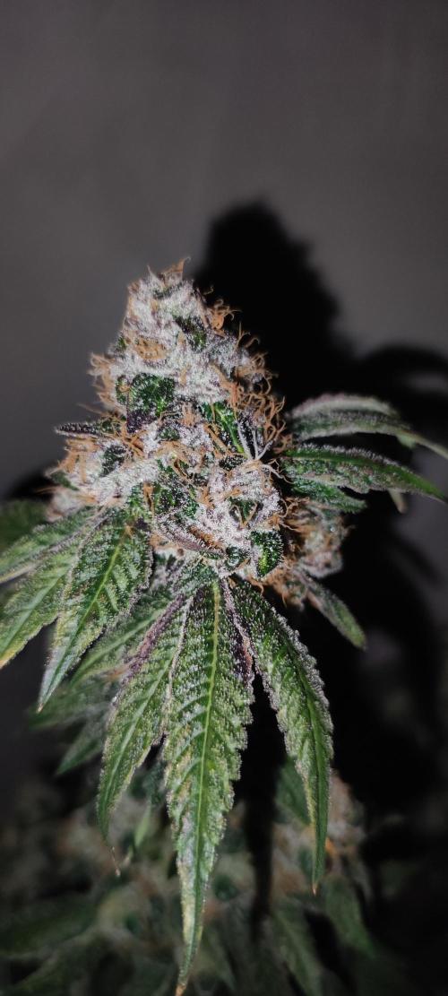 Banana Kush #1. Week 13