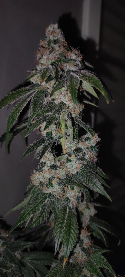 Banana Kush #1. Week 13