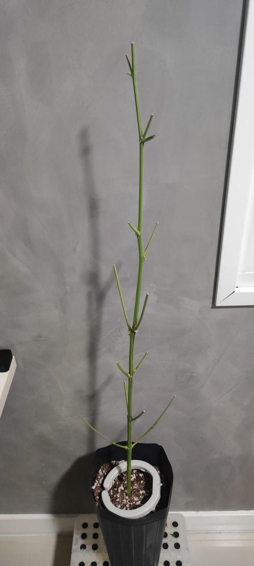 Banana Kush #1. Week 13