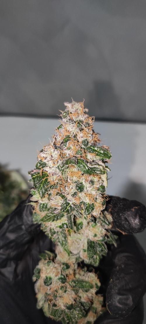 Banana Kush #1. Week 13
