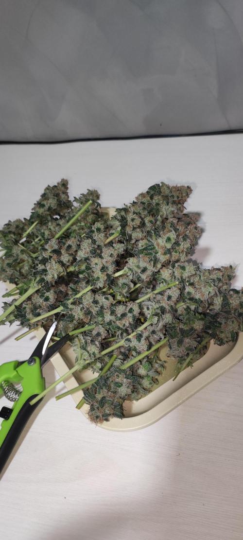 Banana Kush #1. Week 13