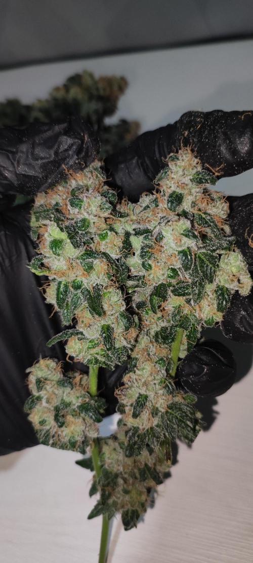 Banana Kush #1. Week 13