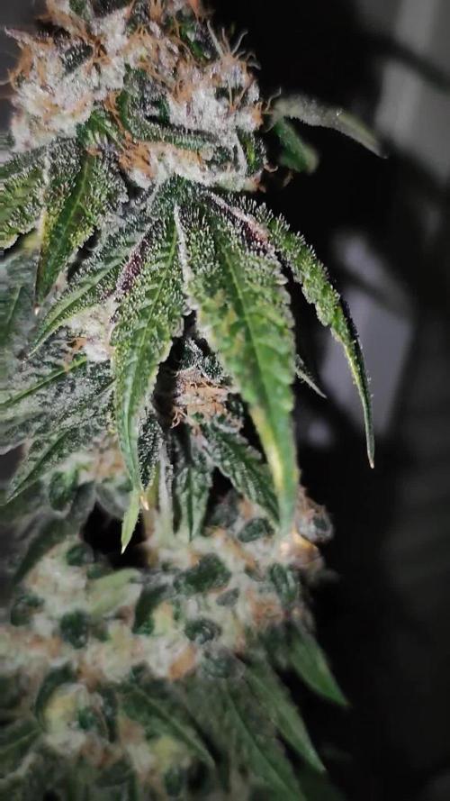 Banana Kush #1
