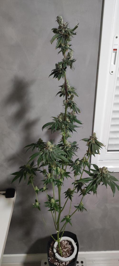 Pistachio #1. Week 13