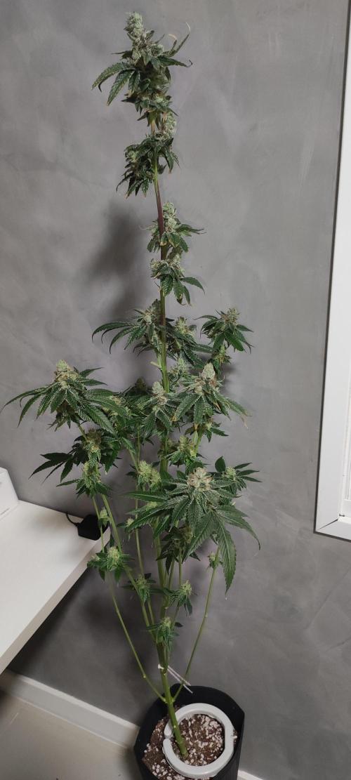 Pistachio #1. Week 13