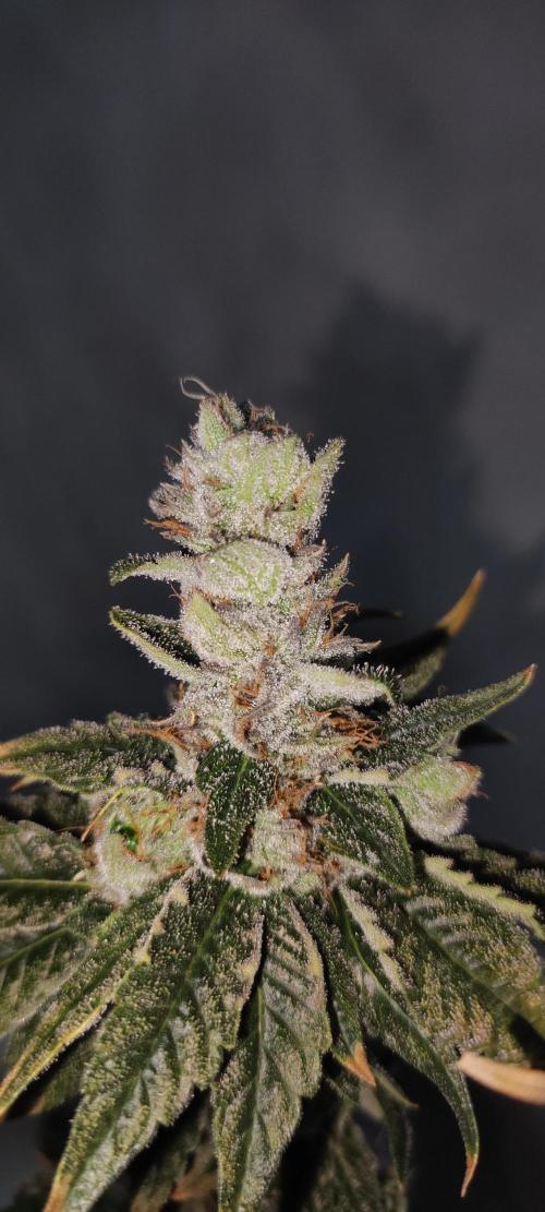 Pistachio #1. Week 13