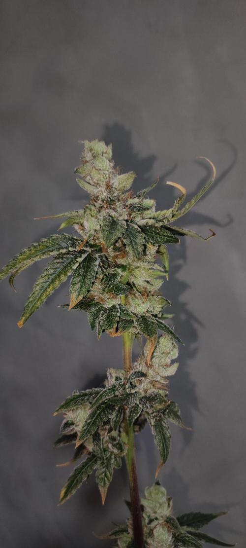 Pistachio #1. Week 13