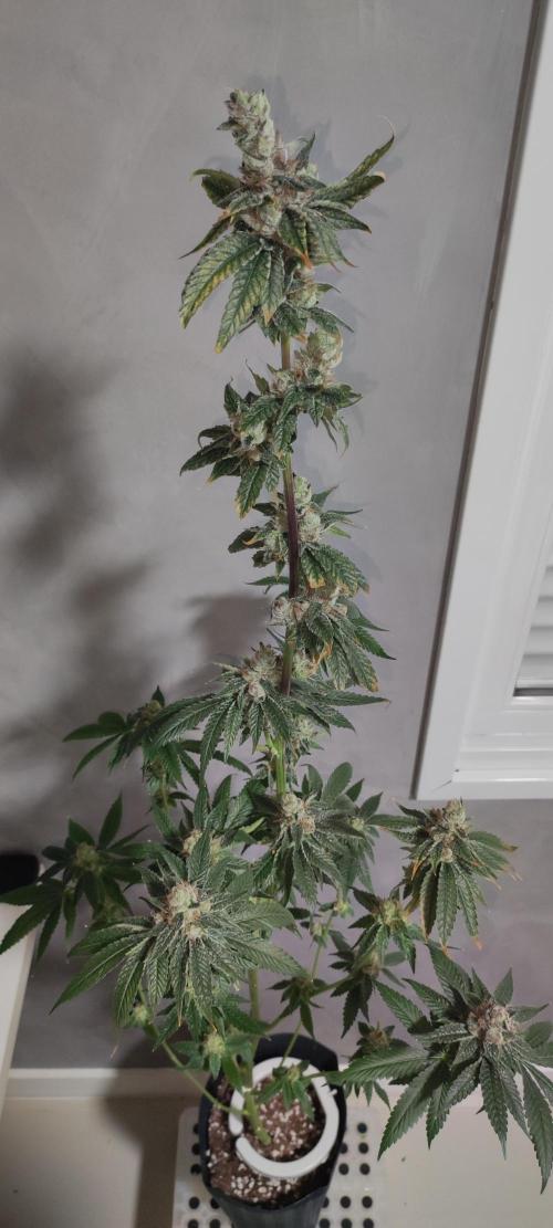 Pistachio #1. Week 13