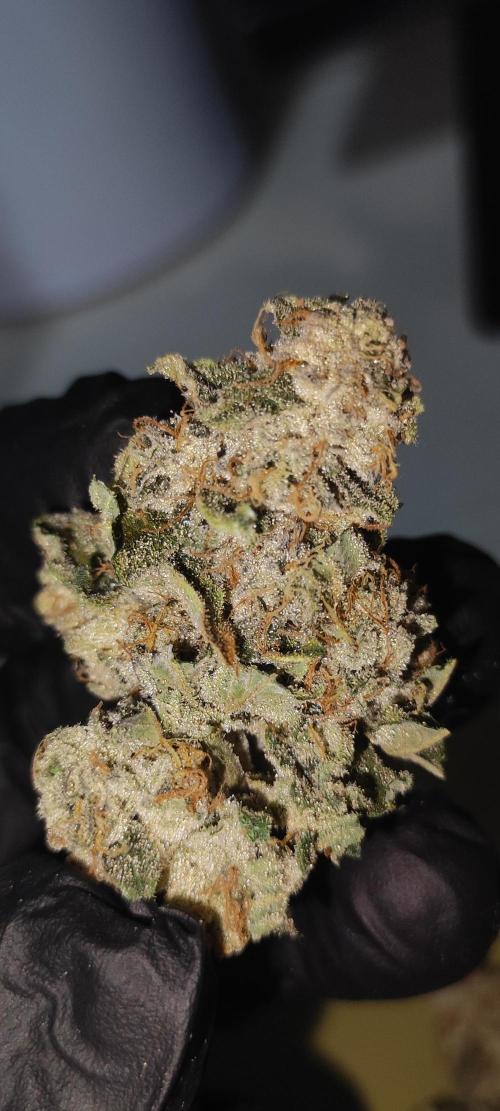 White Widow. Week 14