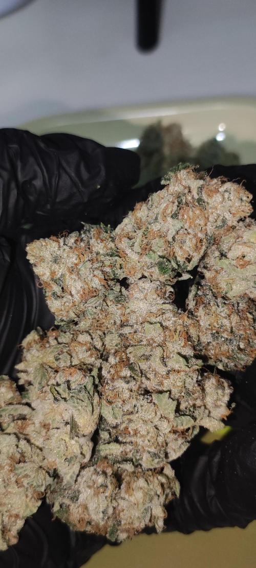 White Widow. Week 14
