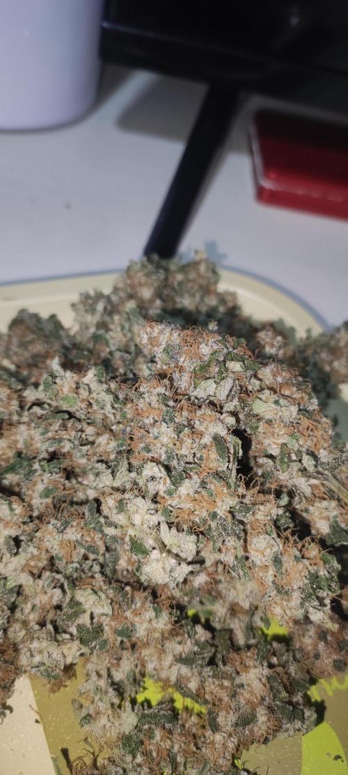 Banana Kush #1. Week 13