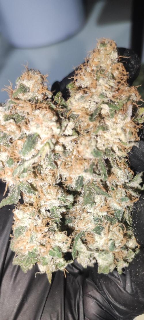 Banana Kush #1. Week 13